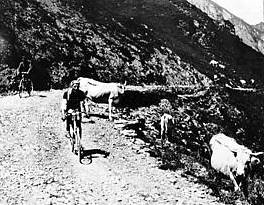 Kolarze i krowy w Pirenejach (21 KB)